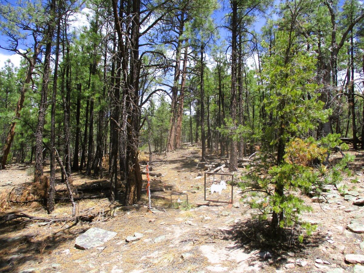 Photo 8 — 160 Black Bear Road