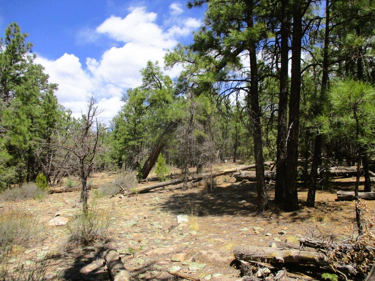 Photo 9 — 160 Black Bear Road