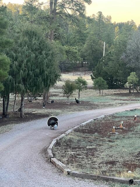Photo 12 — 160 Black Bear Road