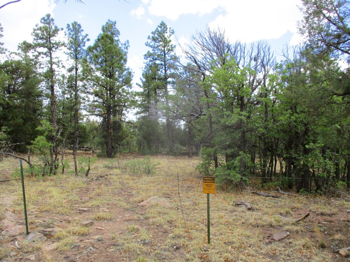 Photo 3 —  Forest Road 157