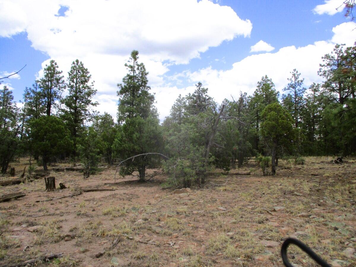 Photo 4 —  Forest Road 157