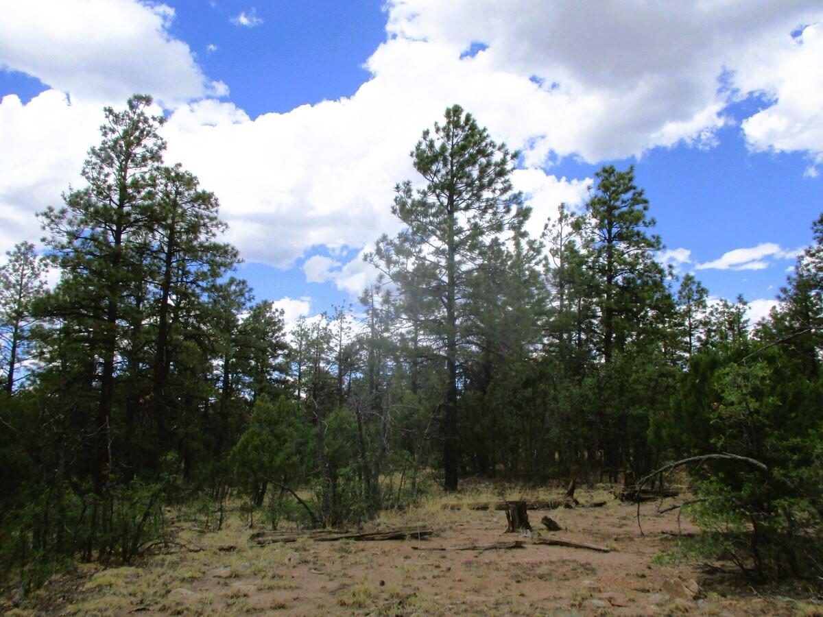 Photo 5 —  Forest Road 157