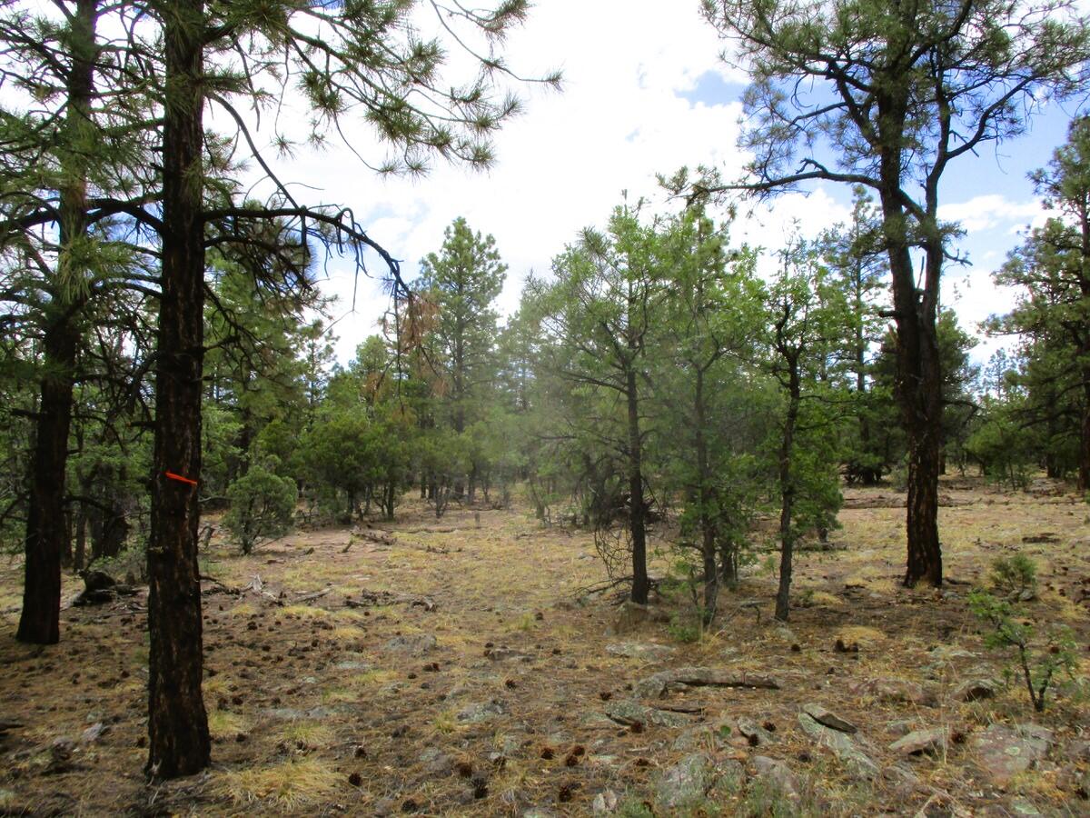 Photo 6 —  Forest Road 157