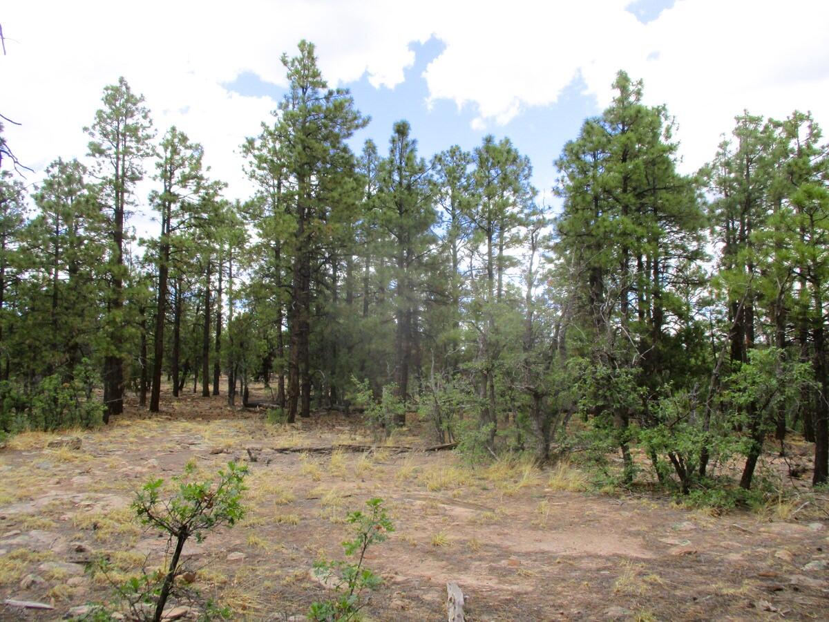 Photo 7 —  Forest Road 157