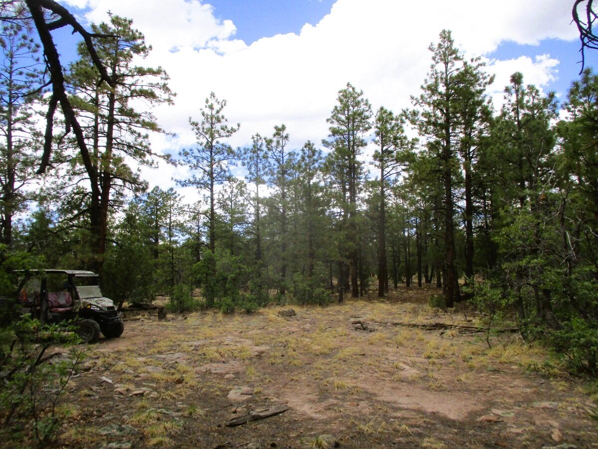 Photo 8 —  Forest Road 157