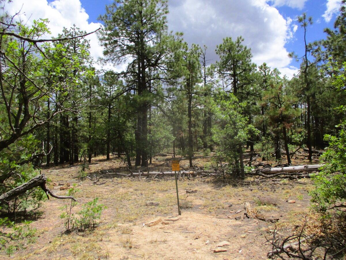 Photo 10 —  Forest Road 157