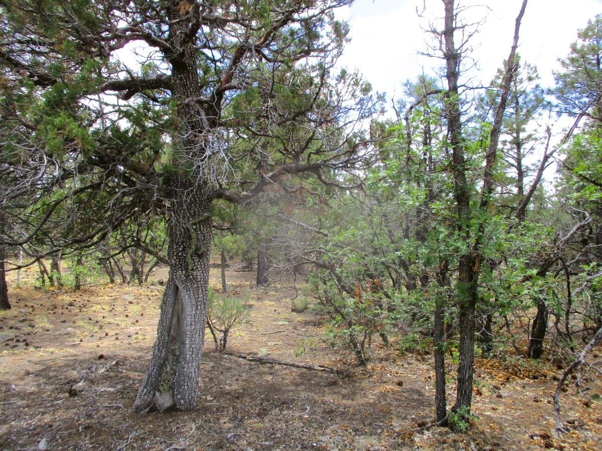 Photo 11 —  Forest Road 157