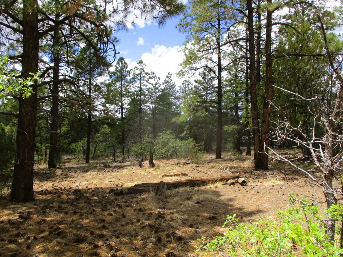 Photo 12 —  Forest Road 157