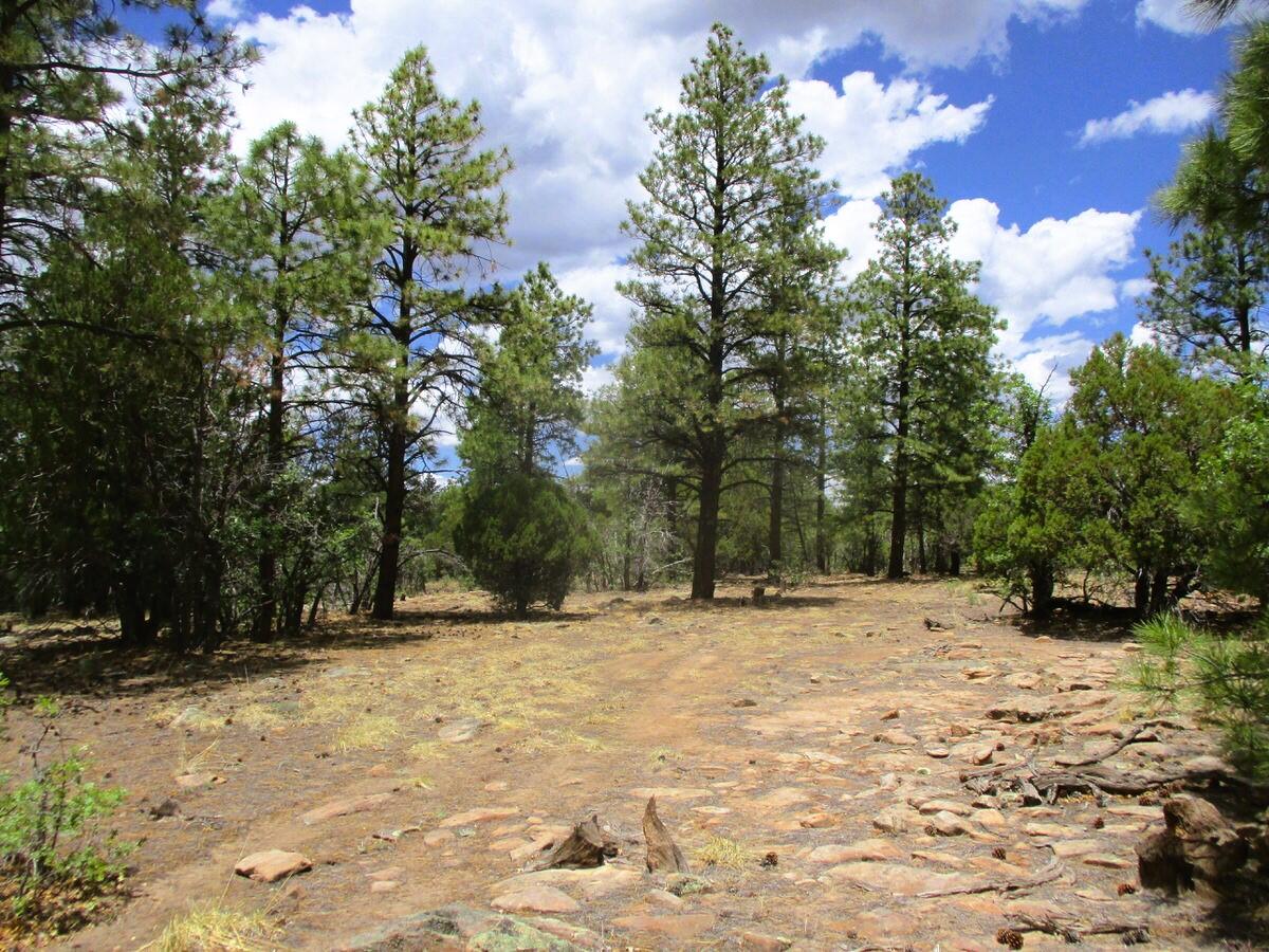 Photo 13 —  Forest Road 157