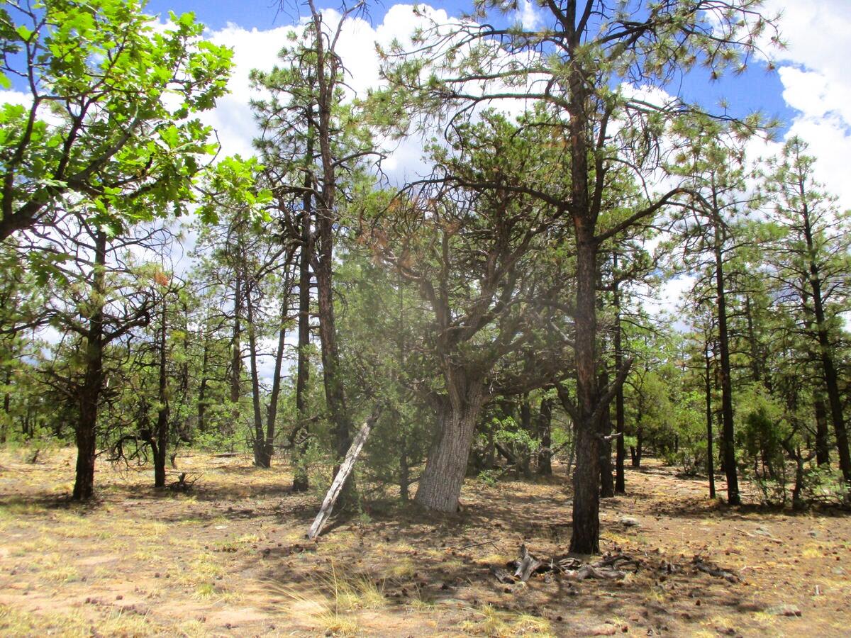 Photo 14 —  Forest Road 157