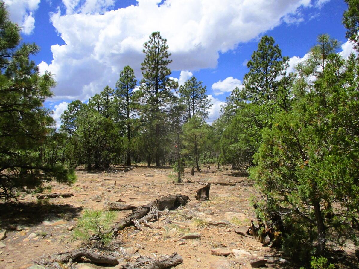 Photo 15 —  Forest Road 157