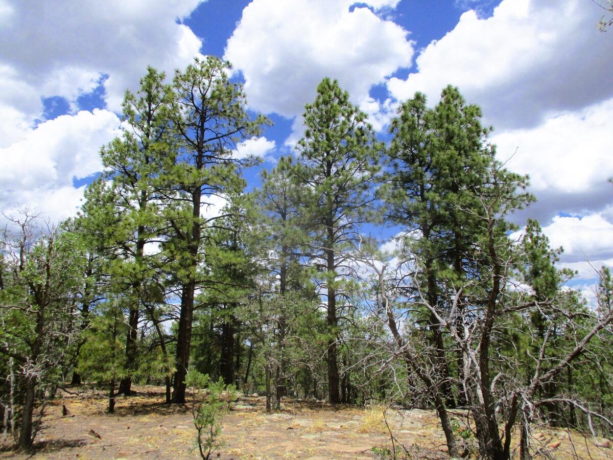 Photo 16 —  Forest Road 157
