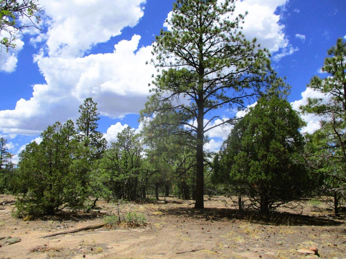 Photo 17 —  Forest Road 157
