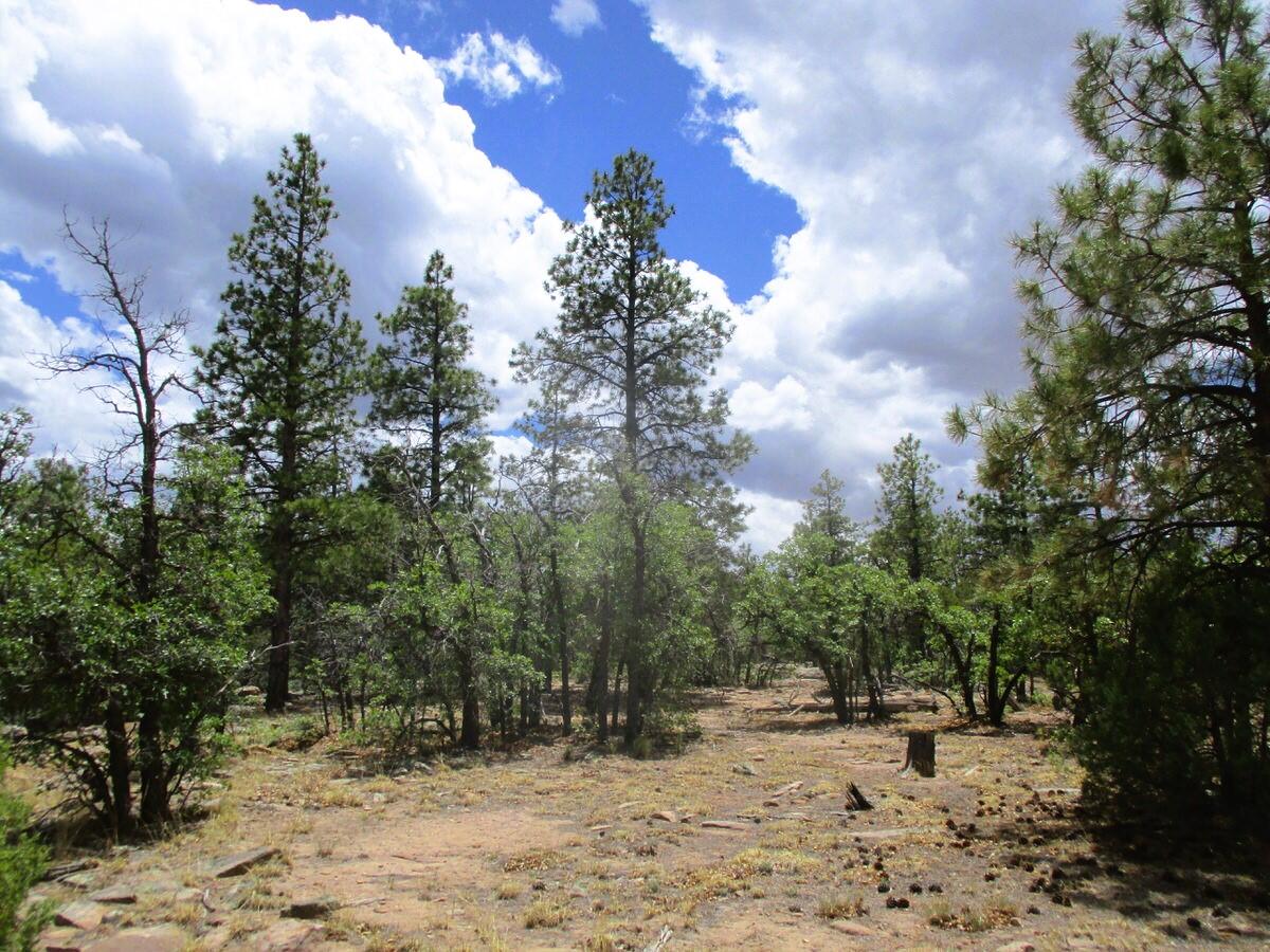 Photo 18 —  Forest Road 157