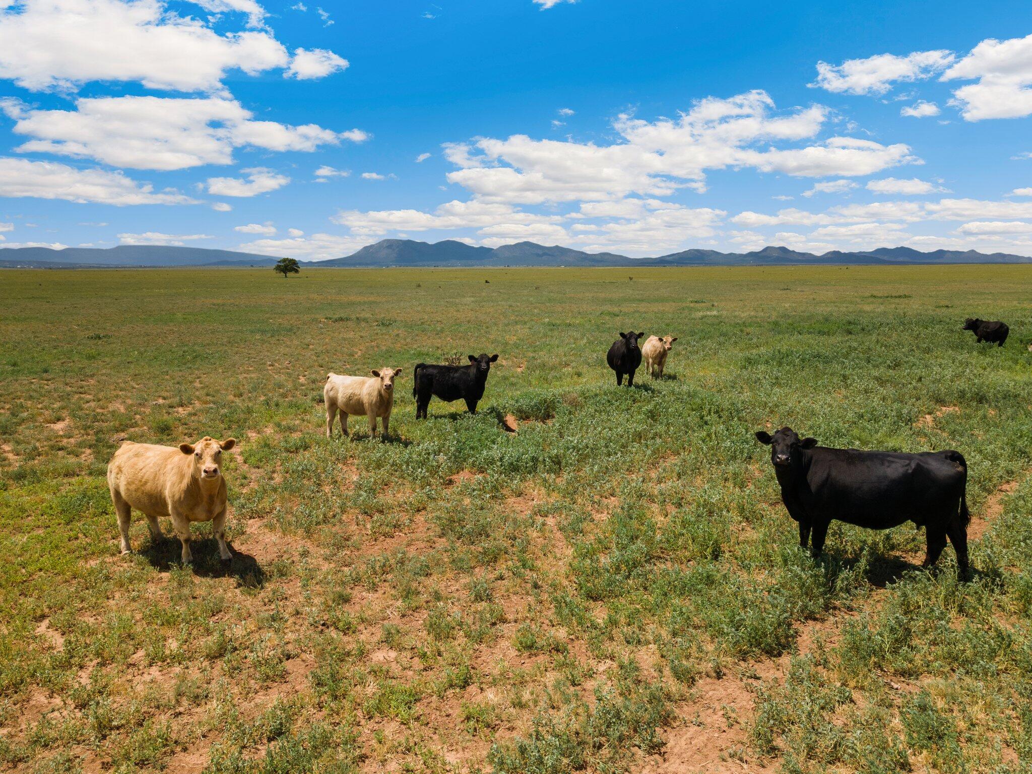 1021 Dinkle Road, Stanley, NM 87056