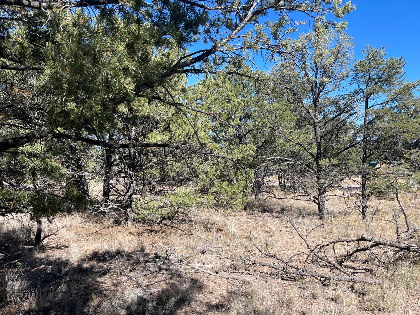 Photo 14 — 111 HOMESTEAD Trail