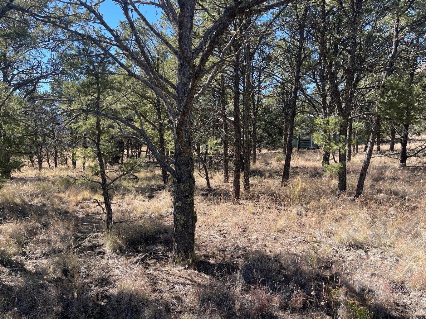 Photo 13 — 111 HOMESTEAD Trail