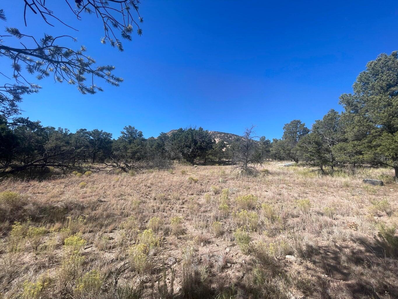 Photo 11 — 111 HOMESTEAD Trail