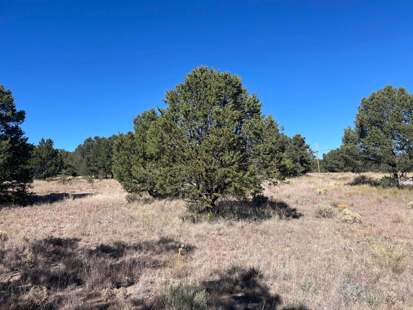 Photo 10 — 111 HOMESTEAD Trail