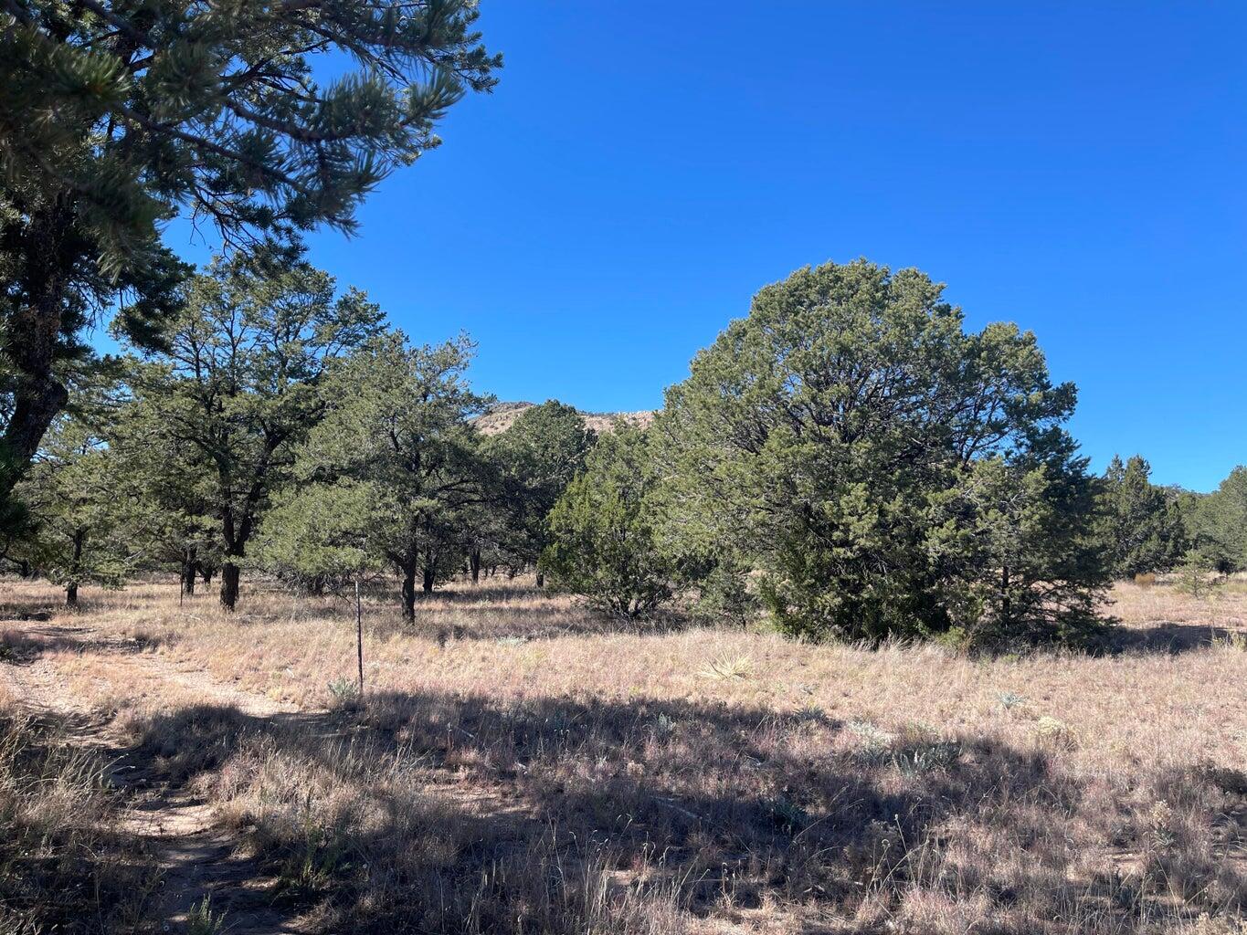 Photo 9 — 111 HOMESTEAD Trail