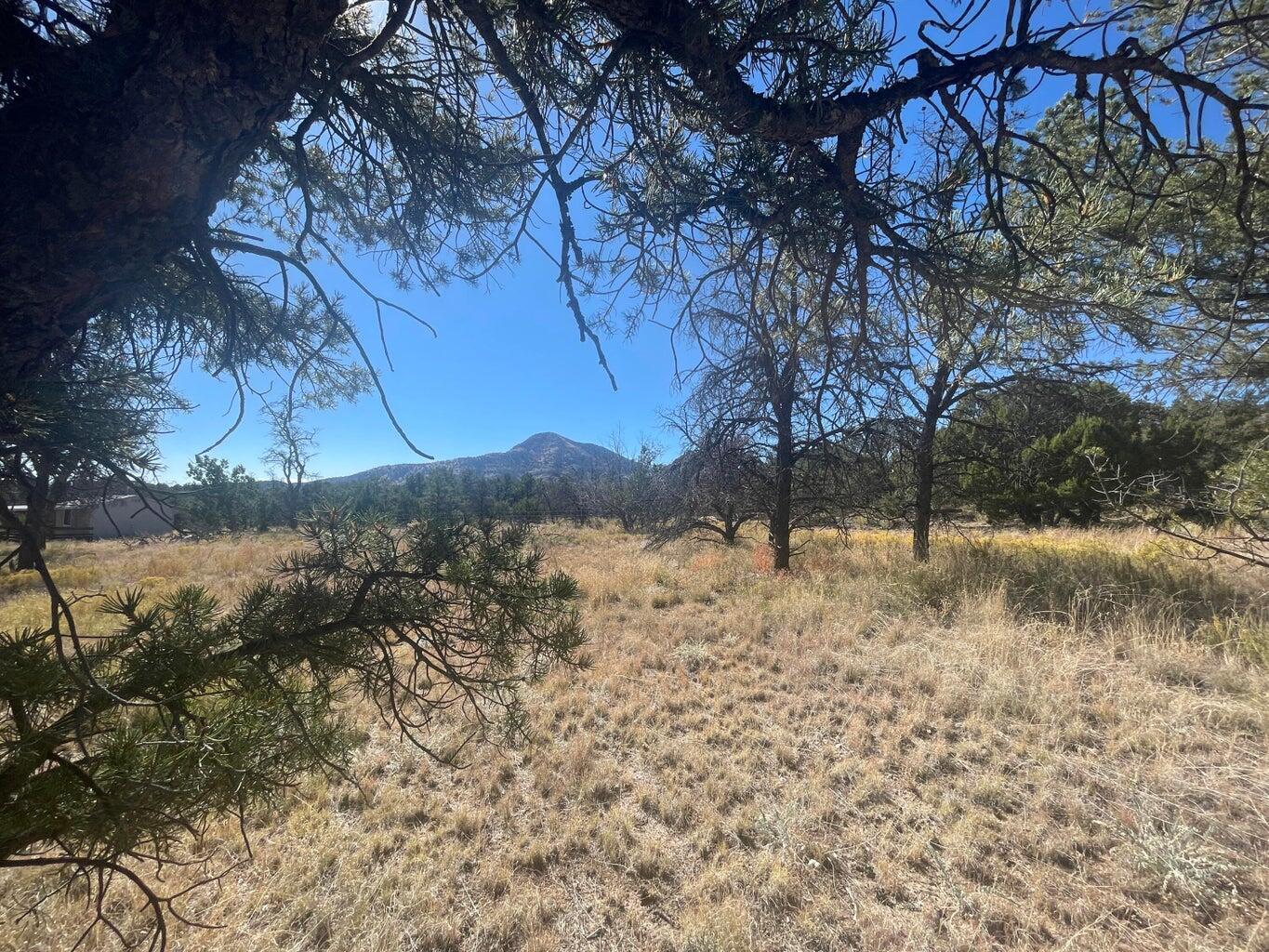 Photo 8 — 111 HOMESTEAD Trail