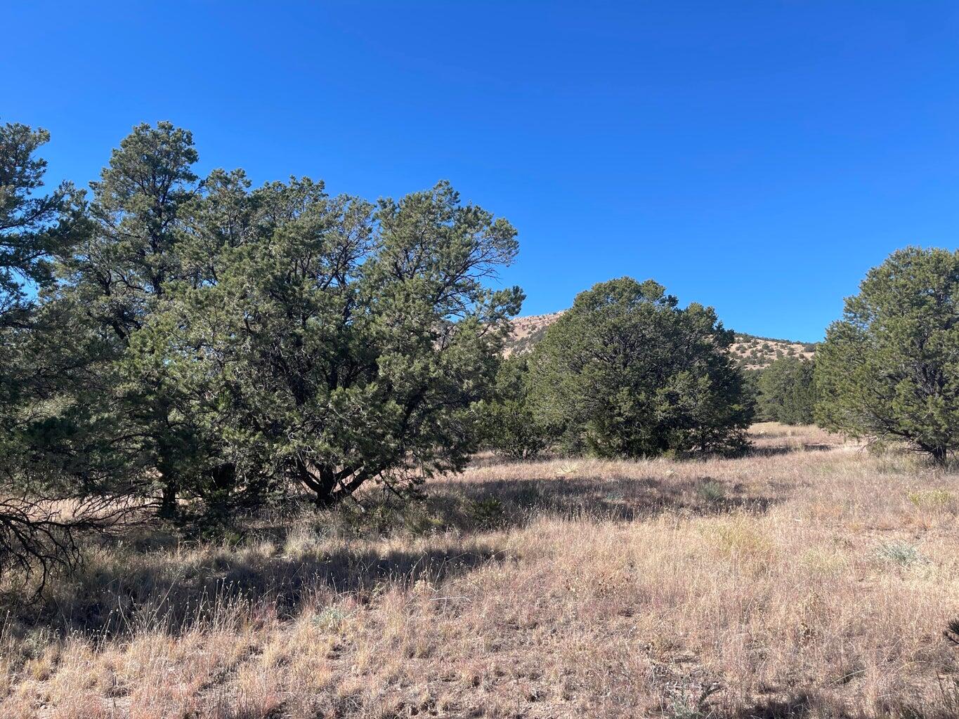Photo 7 — 111 HOMESTEAD Trail