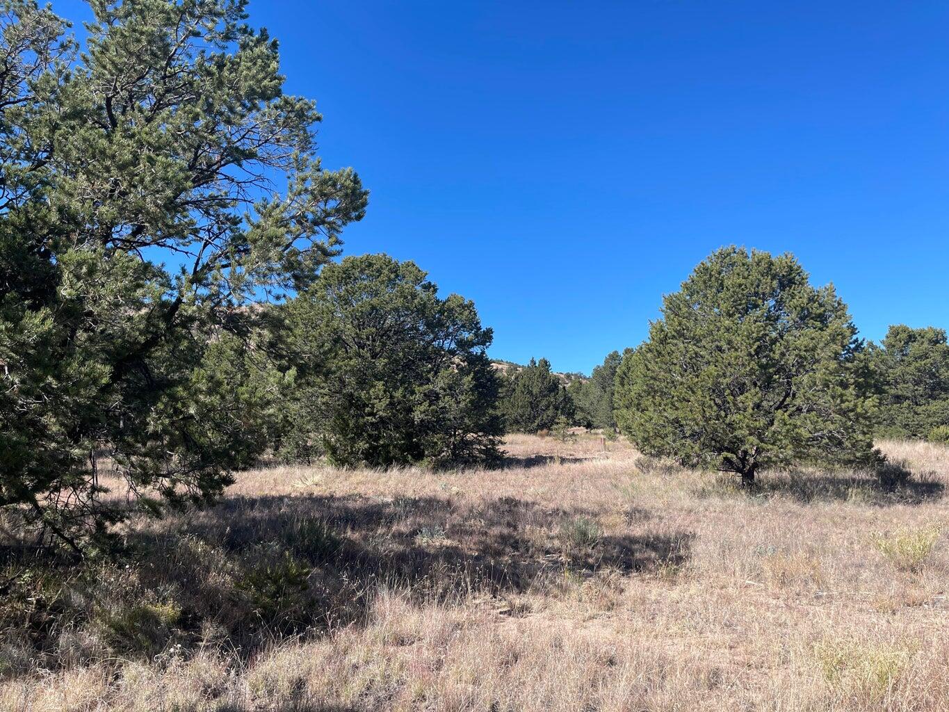 Photo 6 — 111 HOMESTEAD Trail