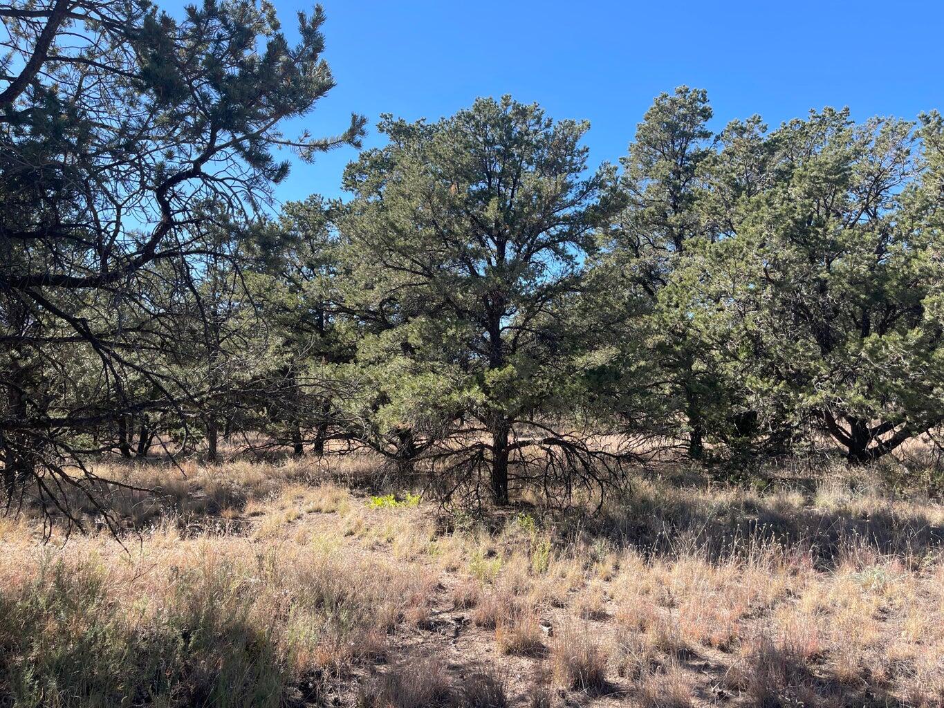Photo 3 — 111 HOMESTEAD Trail