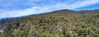 Photo 4 —  Pinon Trail