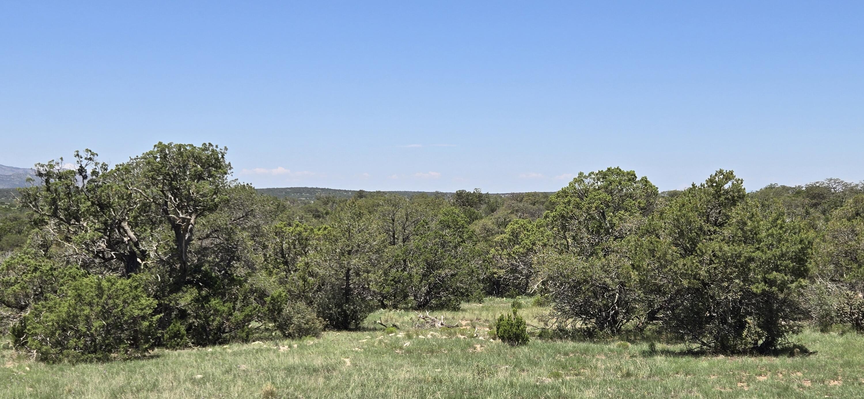 Photo 11 — Lot 16 Swayback Trail