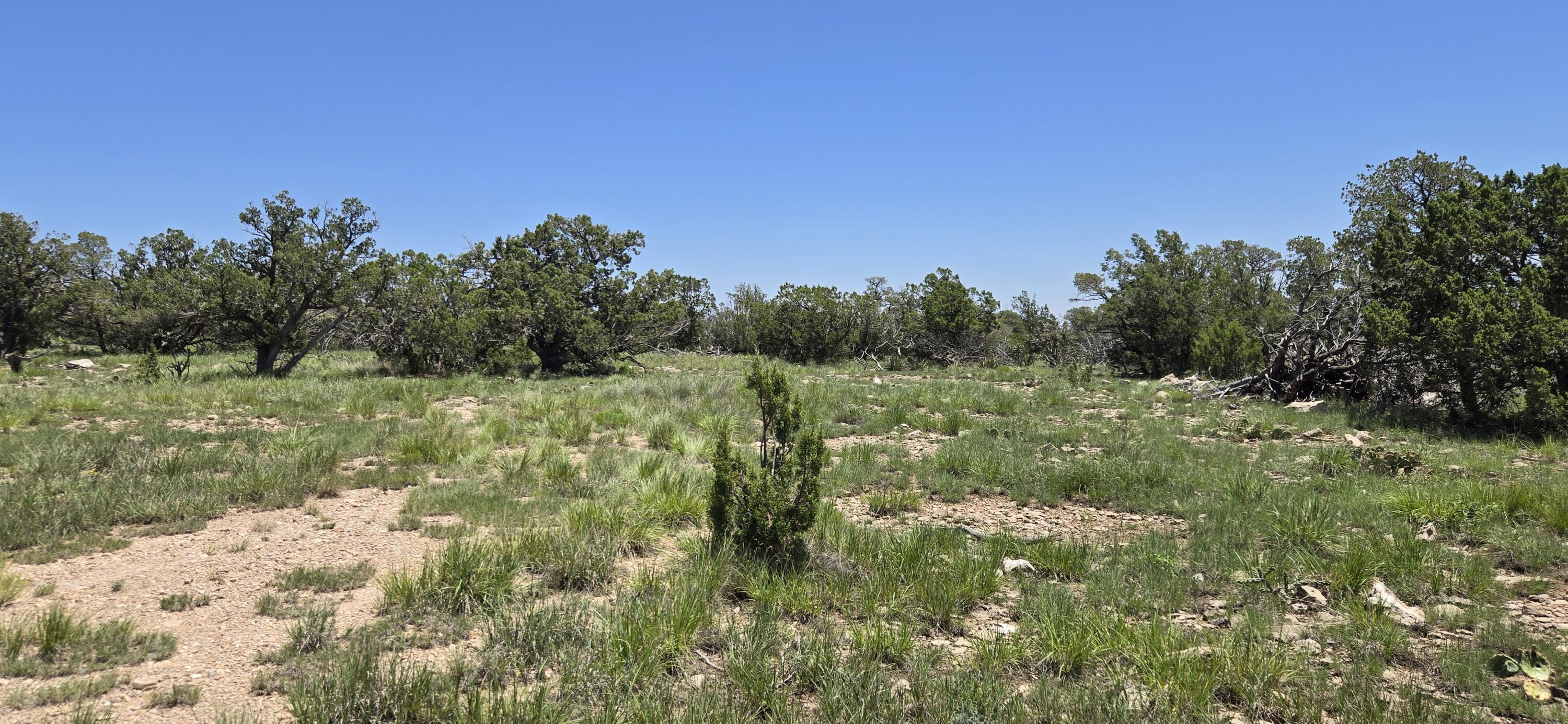 Photo 13 — Lot 17 Swayback Trail