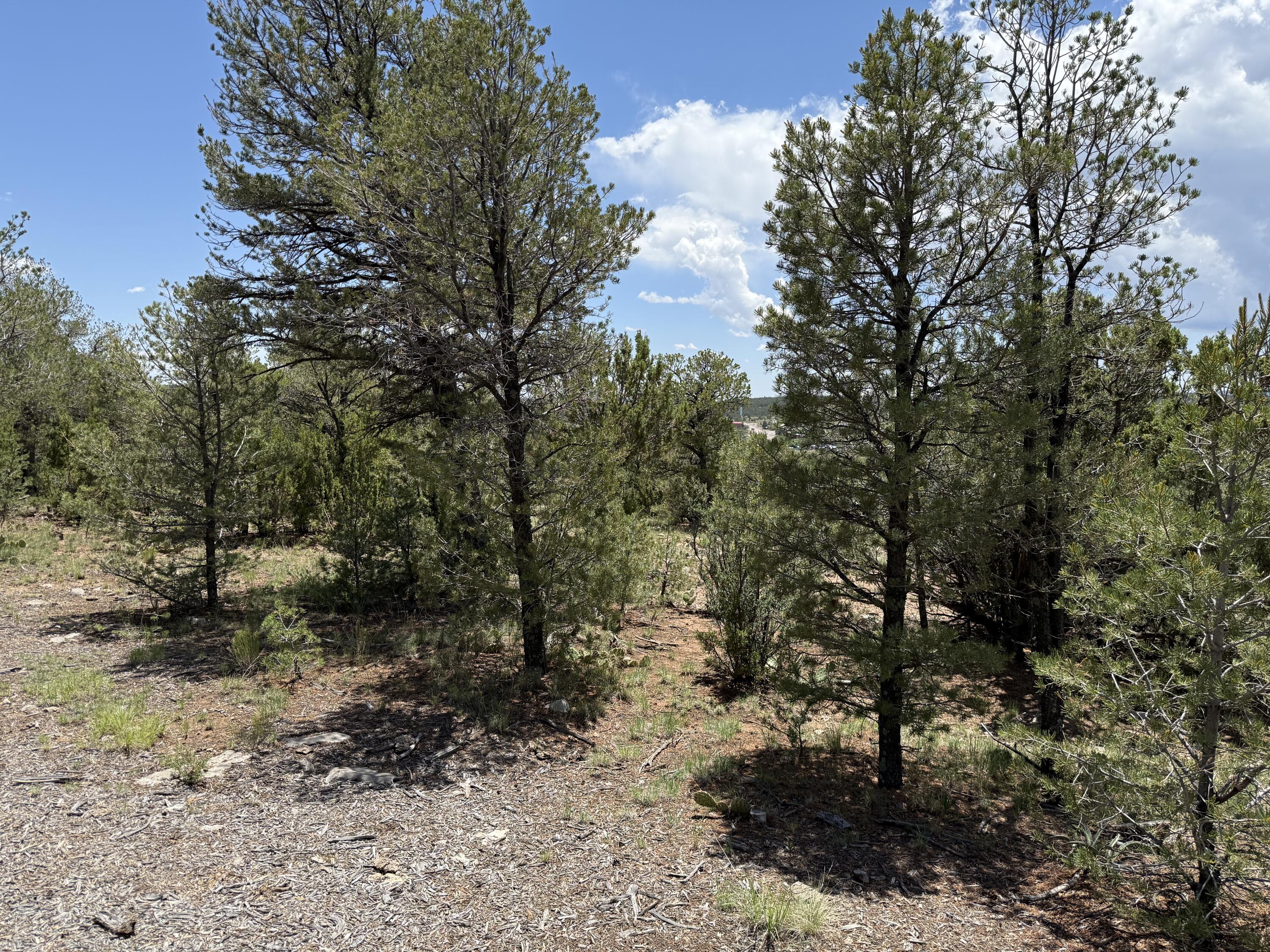 Photo 11 — 44 Forest Rd 321