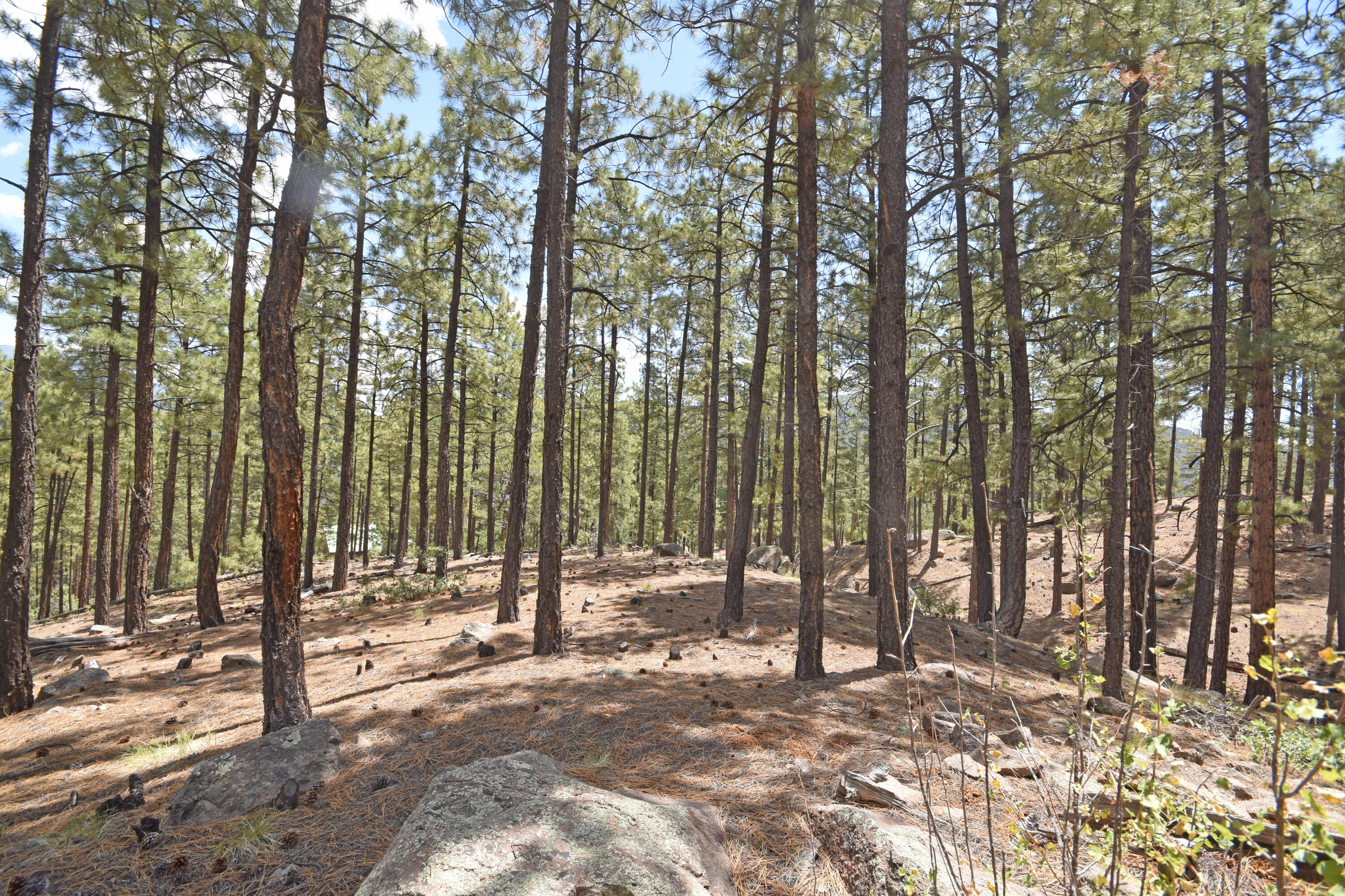 Photo 8 — Lot 6A Cool Pines