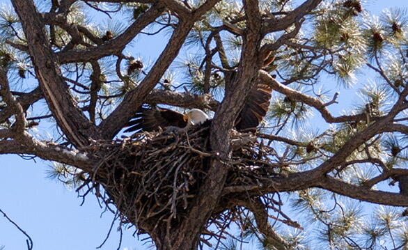 Photo 9 — 8 Blue Jay Court