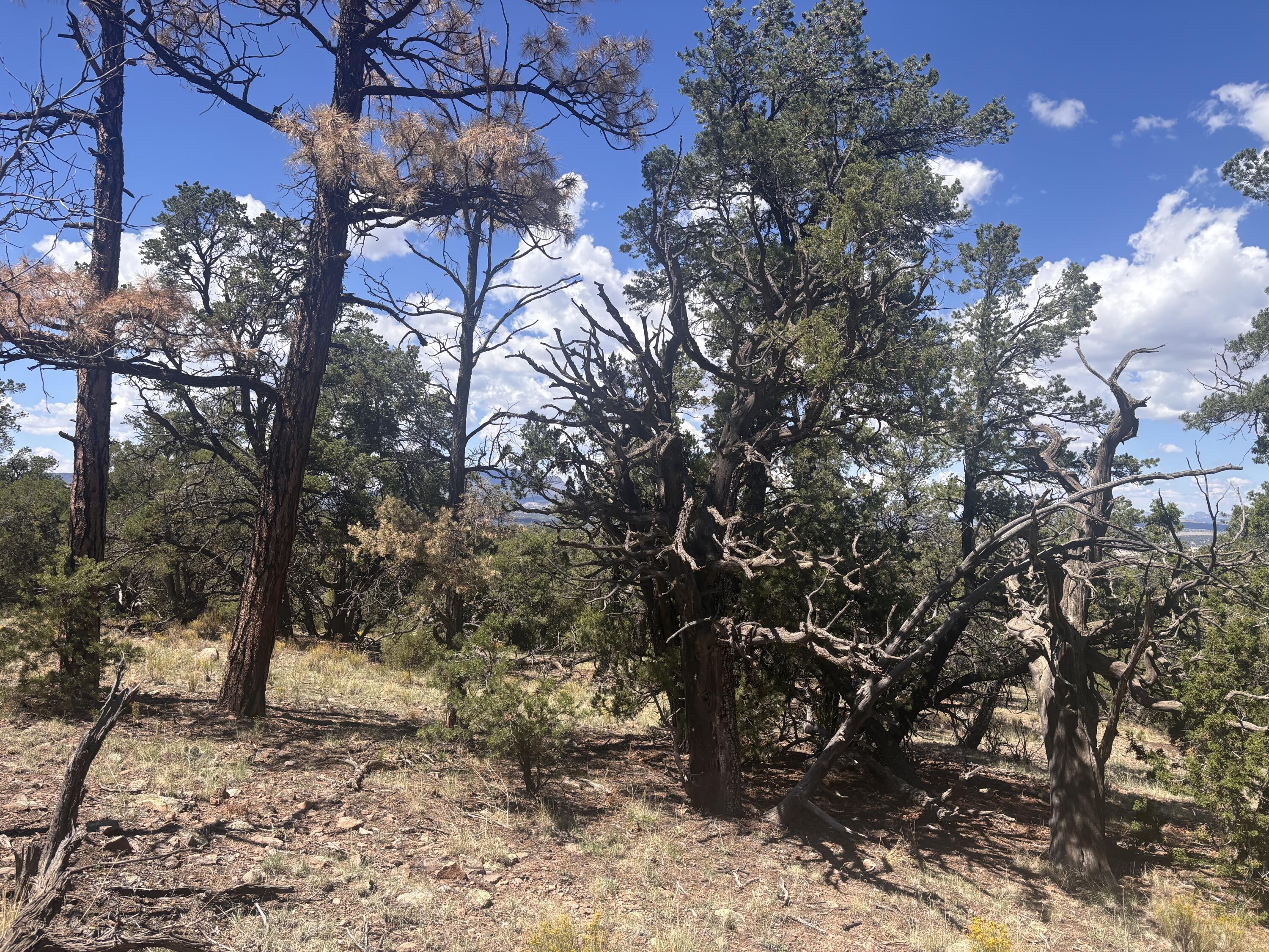 Photo 2 —  Lot 23 Tee Pee Ranch