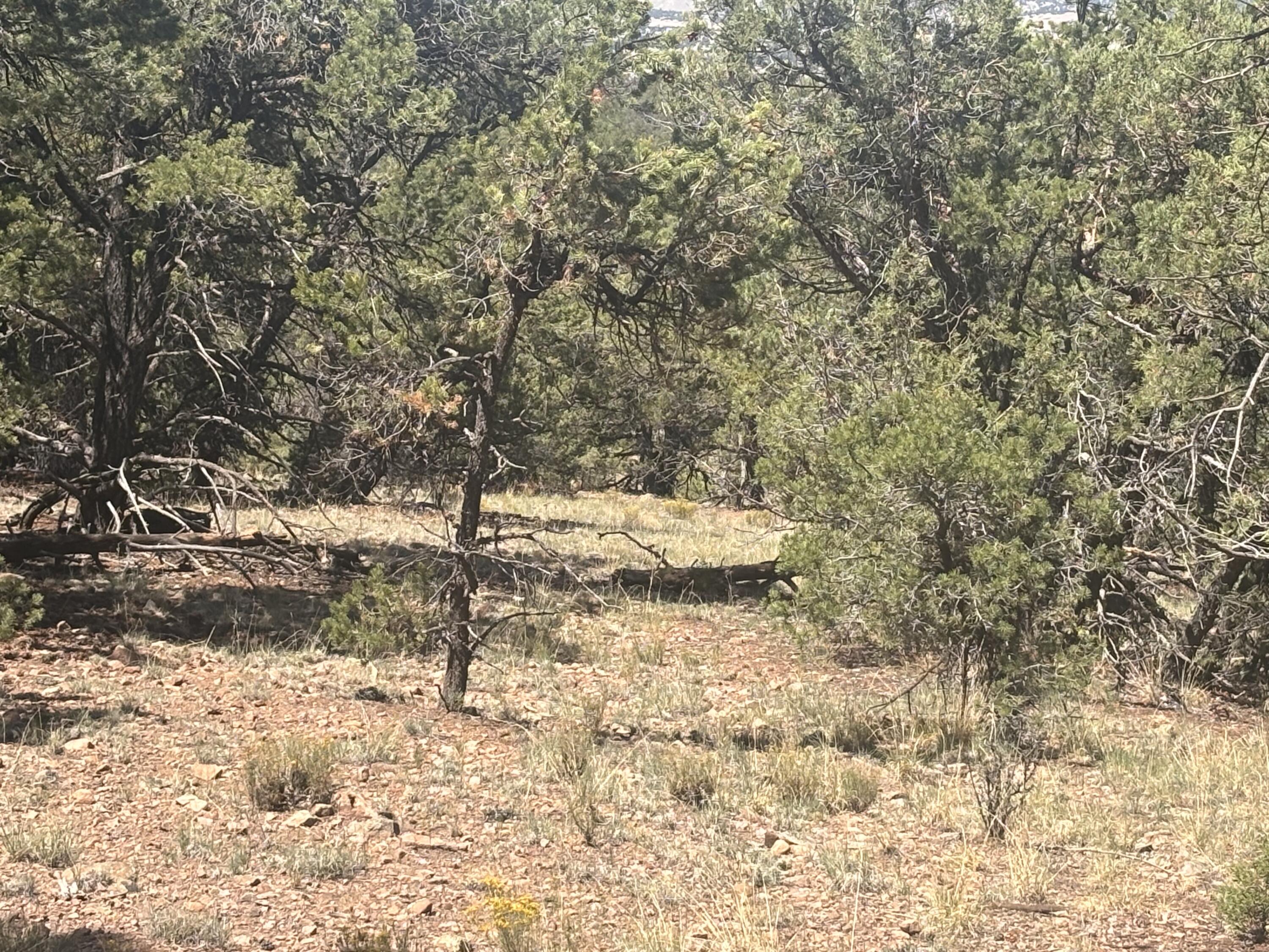 Photo 4 —  Lot 23 Tee Pee Ranch