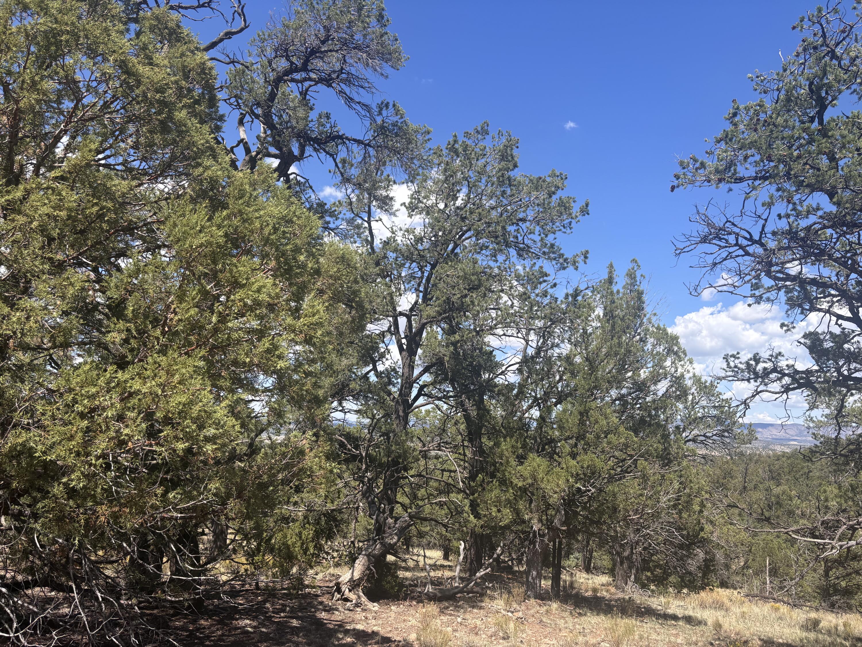 Photo 10 —  Lot 23 Tee Pee Ranch