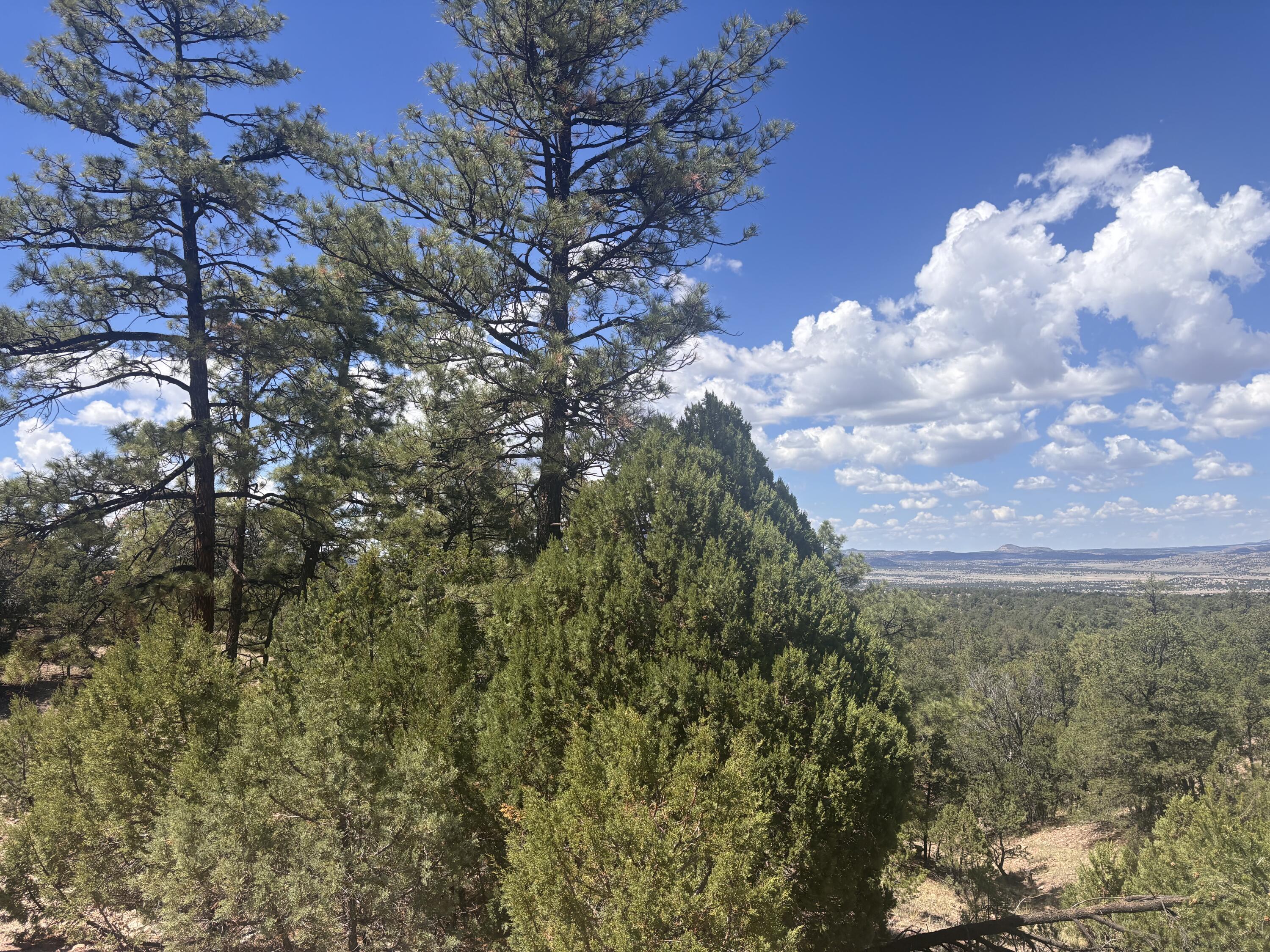 Photo 11 —  Lot 23 Tee Pee Ranch
