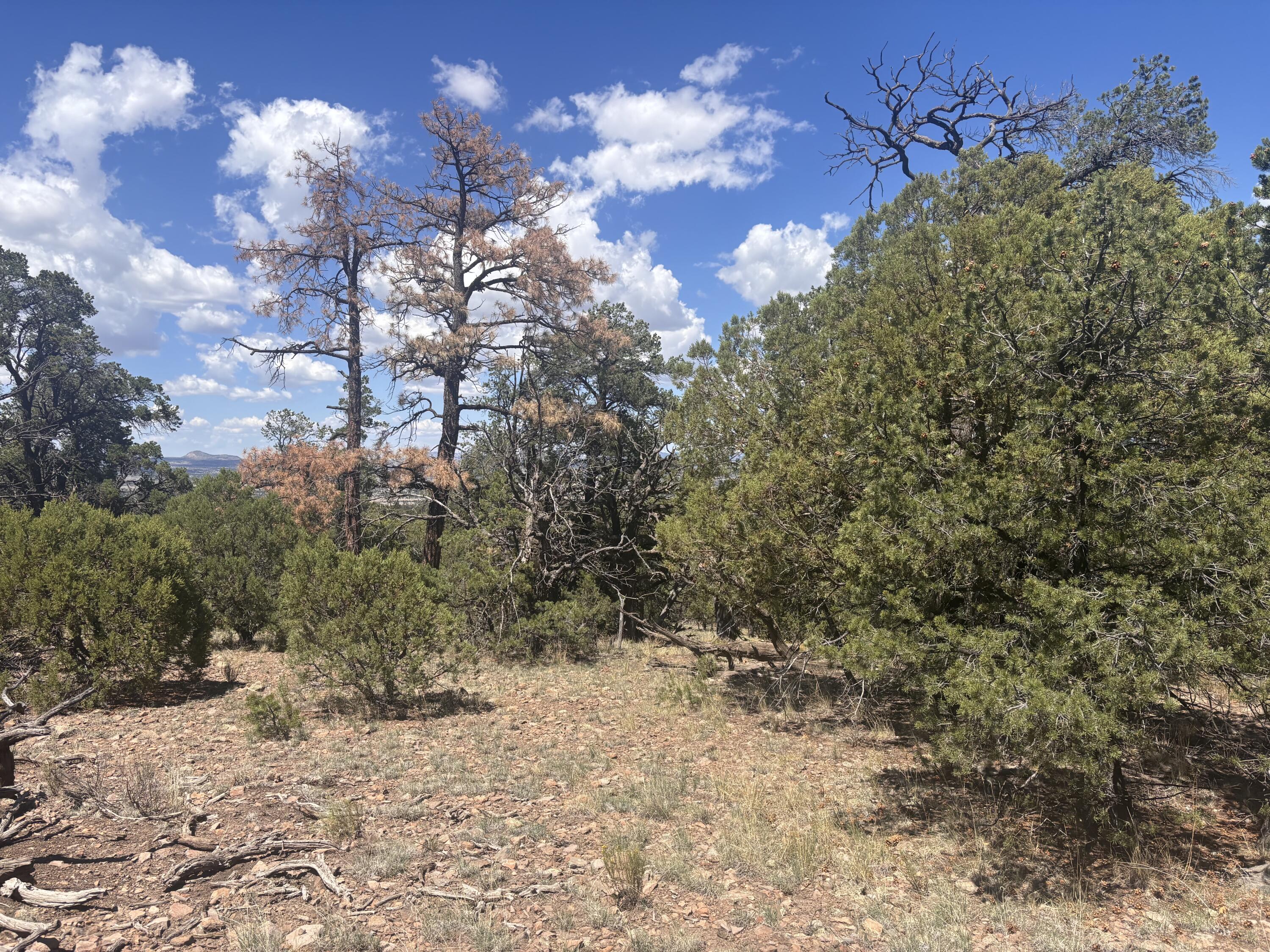 Photo 13 —  Lot 23 Tee Pee Ranch