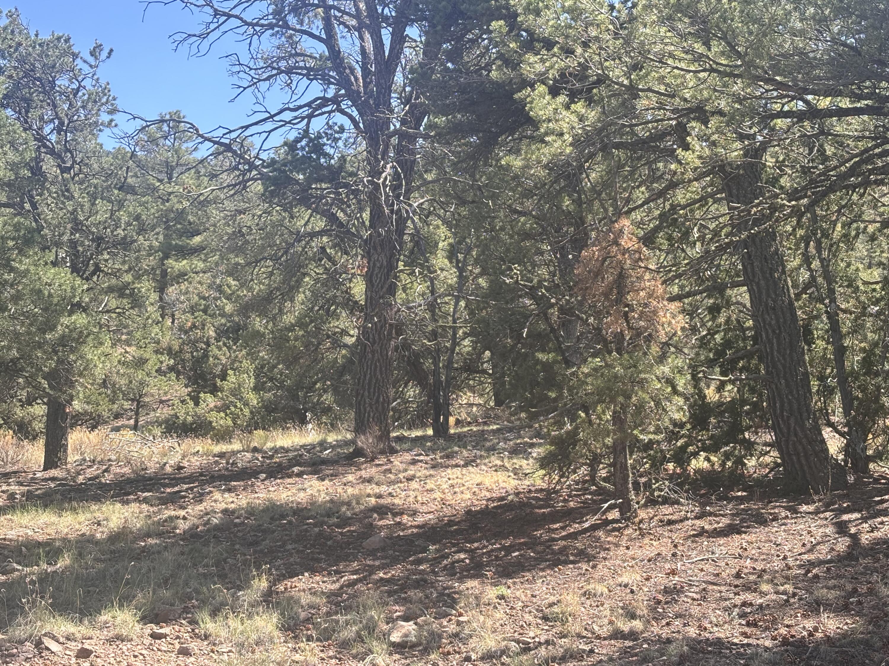 Photo 14 —  Lot 23 Tee Pee Ranch