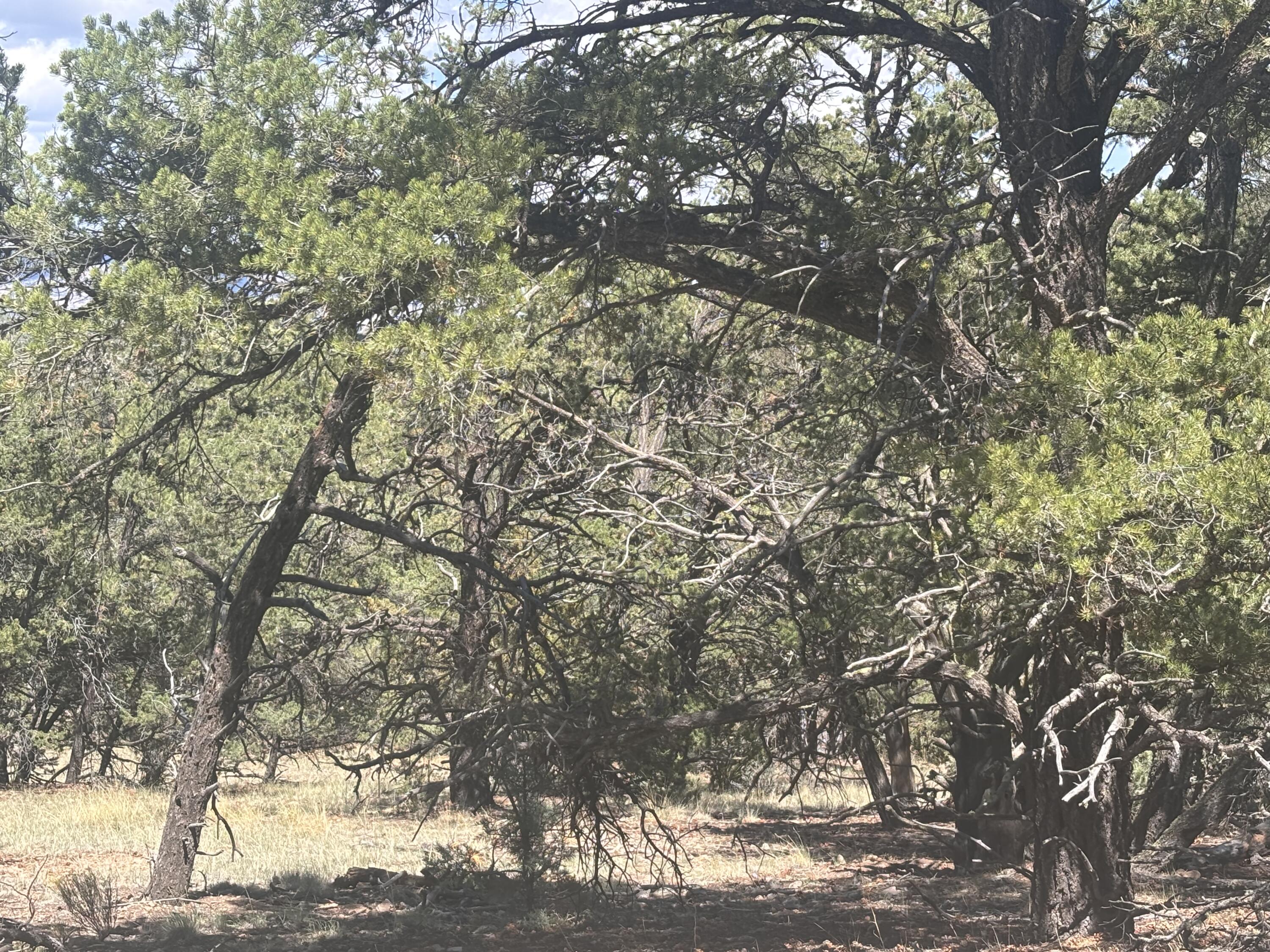 Photo 15 —  Lot 23 Tee Pee Ranch