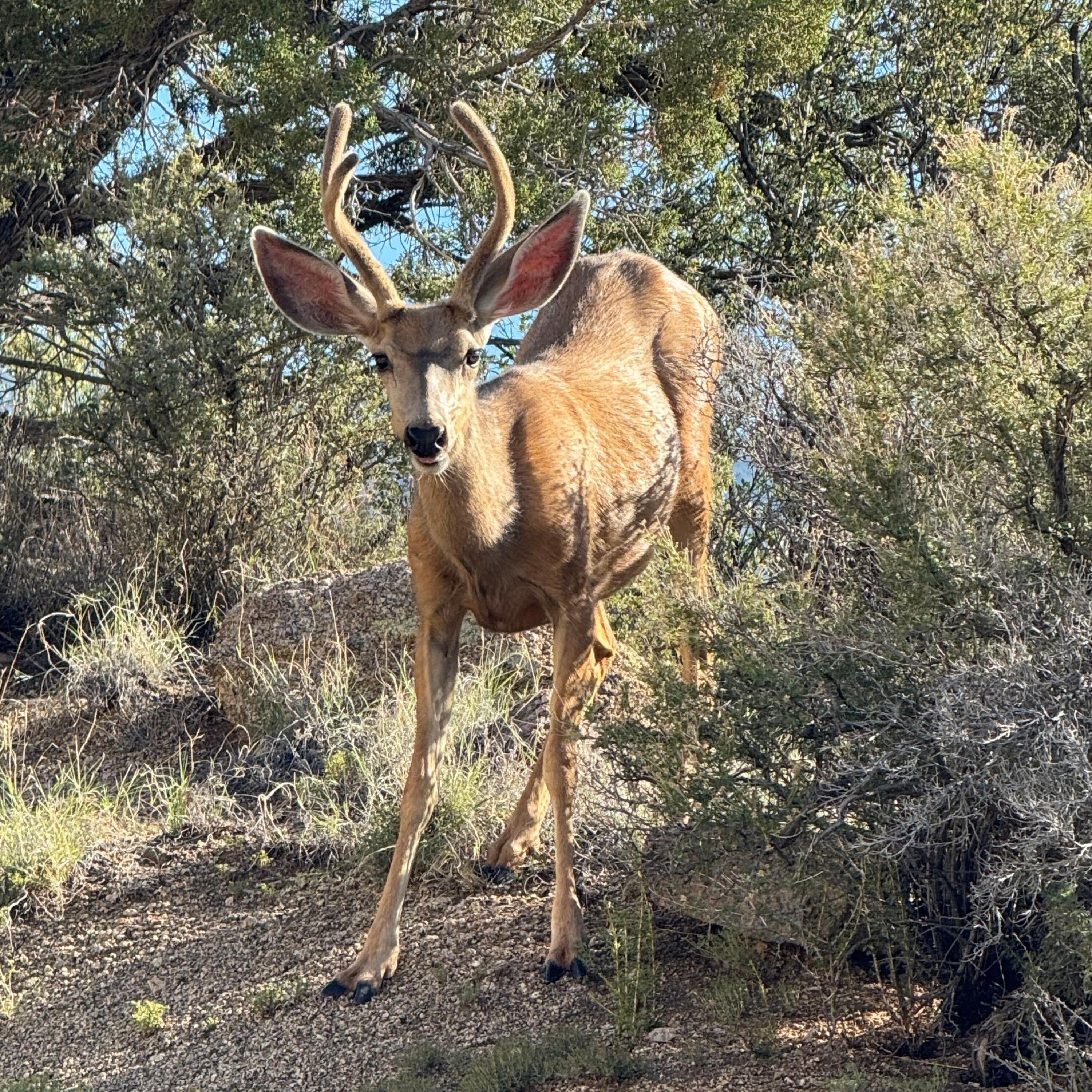 Photo 12 — 3150 Coyote Trail