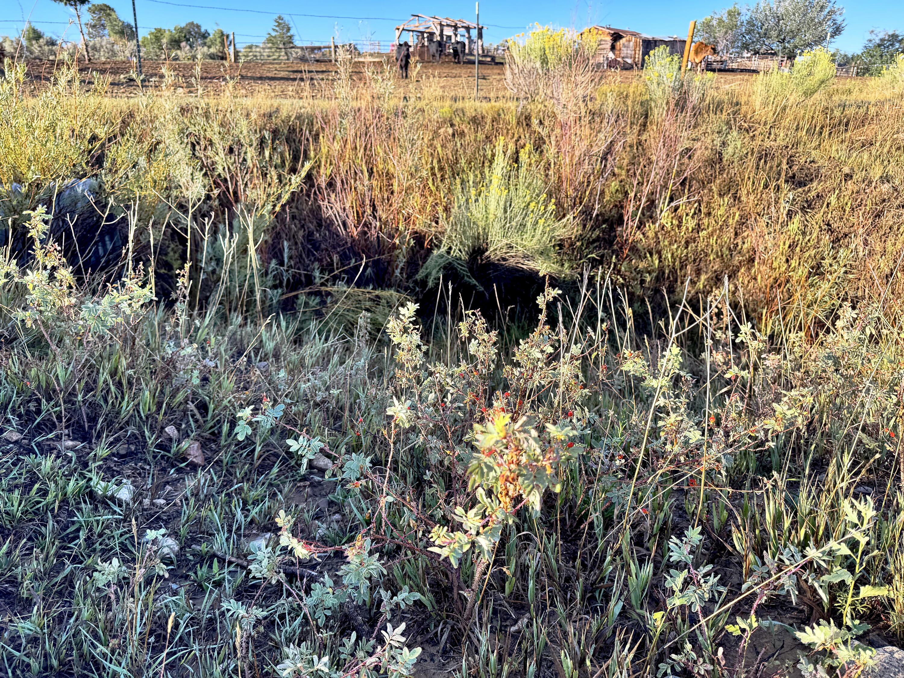 Photo 13 — TBD State Highway 96