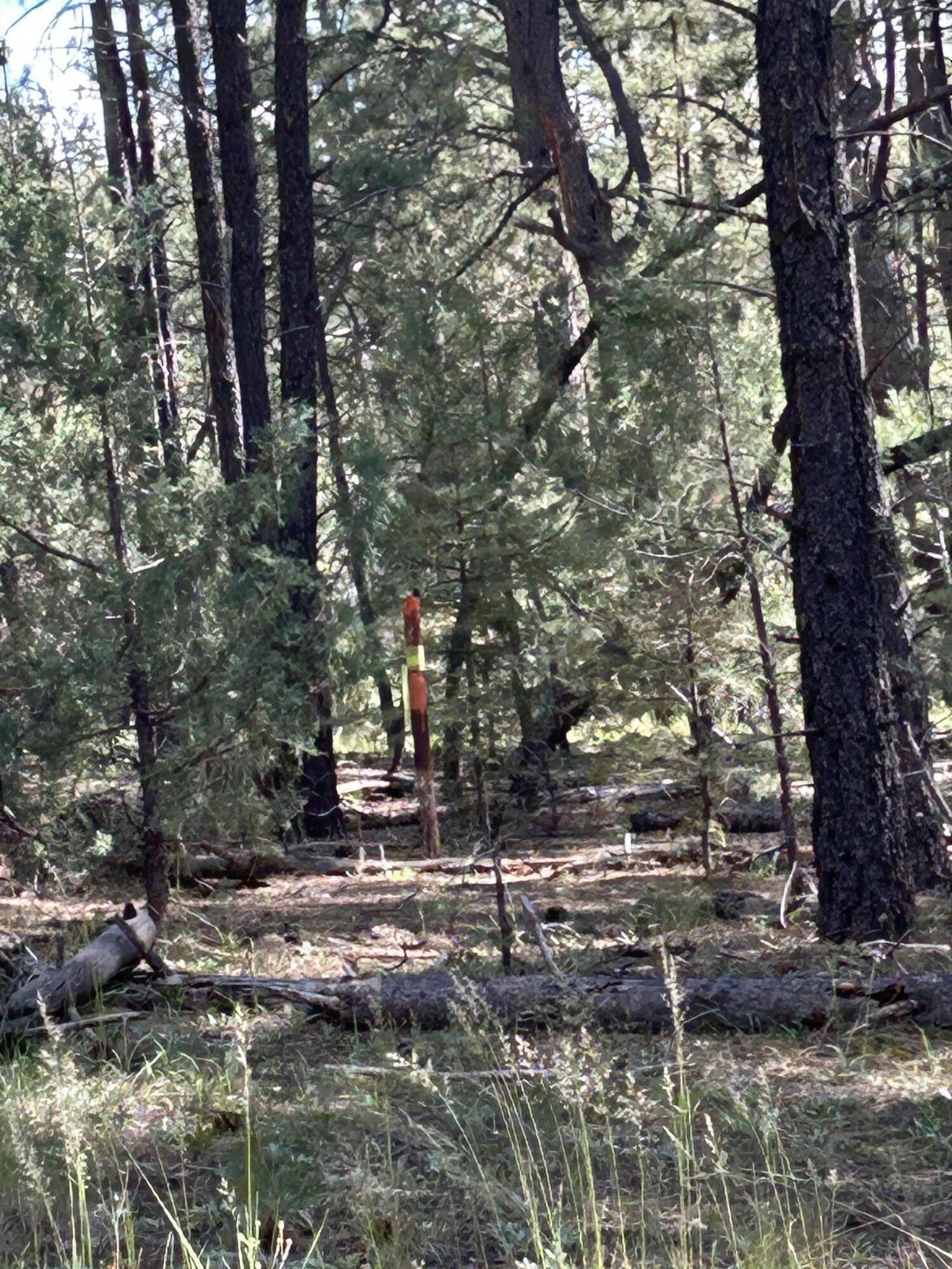 Photo 2 —  23 Acre Lot