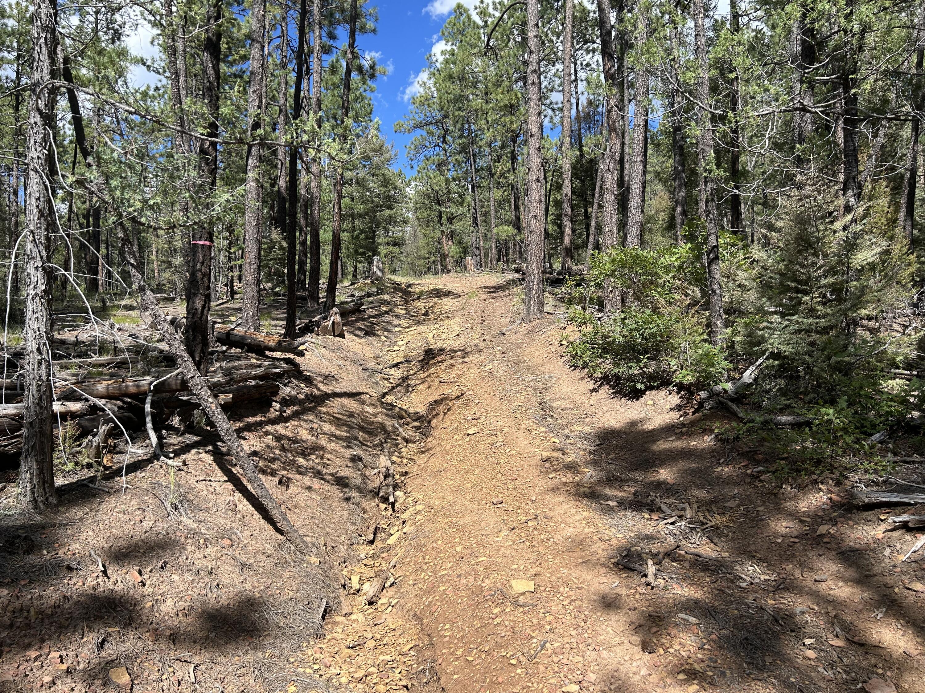 Photo 3 —  23 Acre Lot