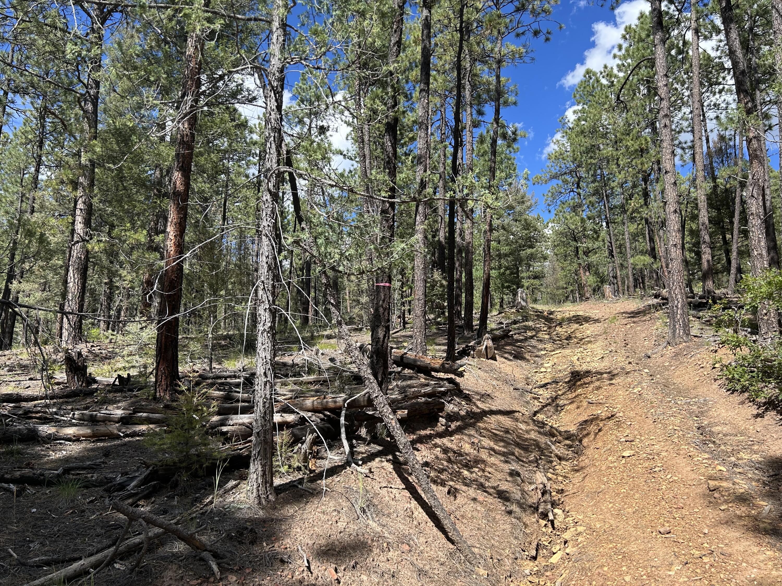 Photo 4 —  23 Acre Lot