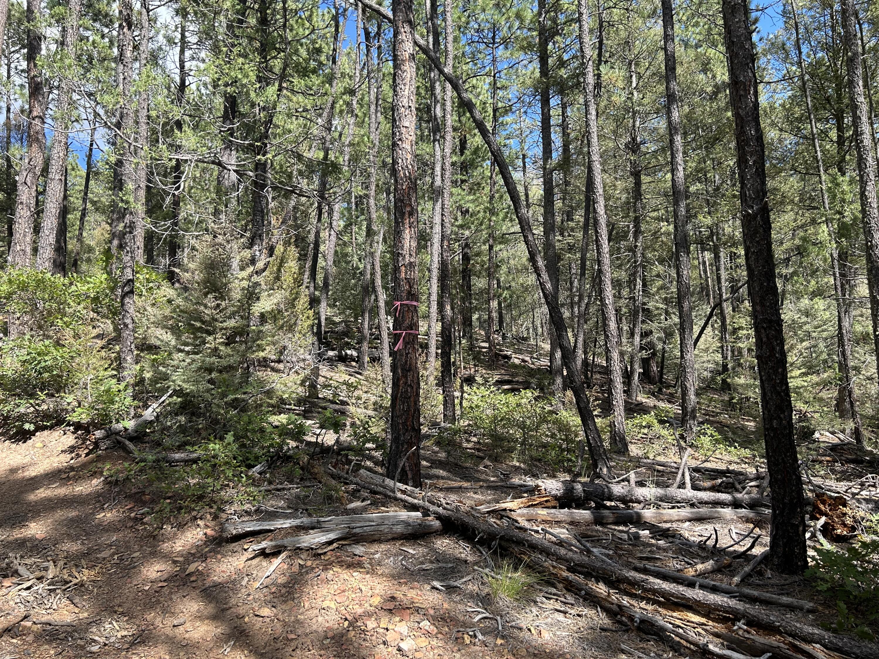Photo 5 —  23 Acre Lot