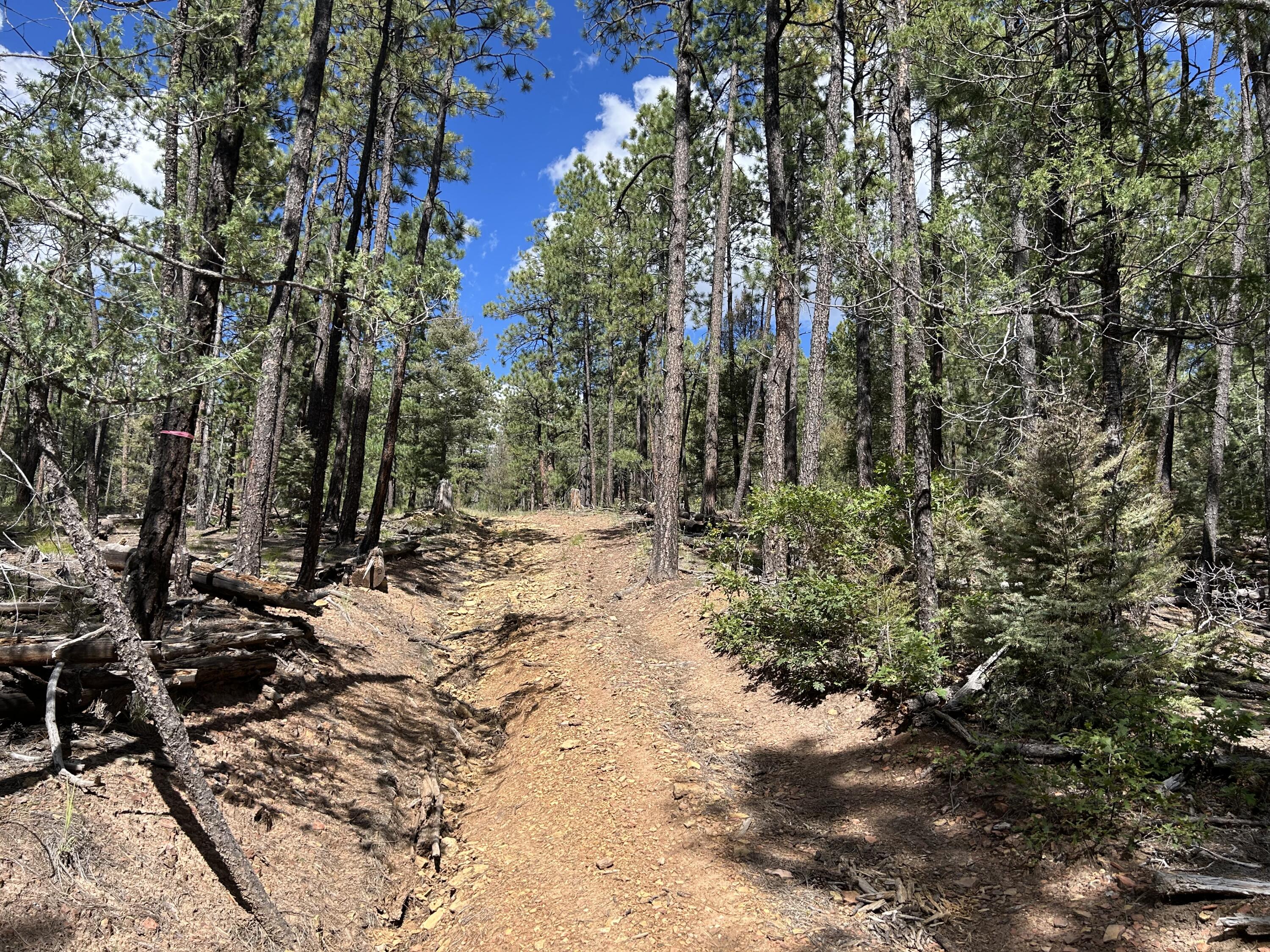 Photo 6 —  23 Acre Lot