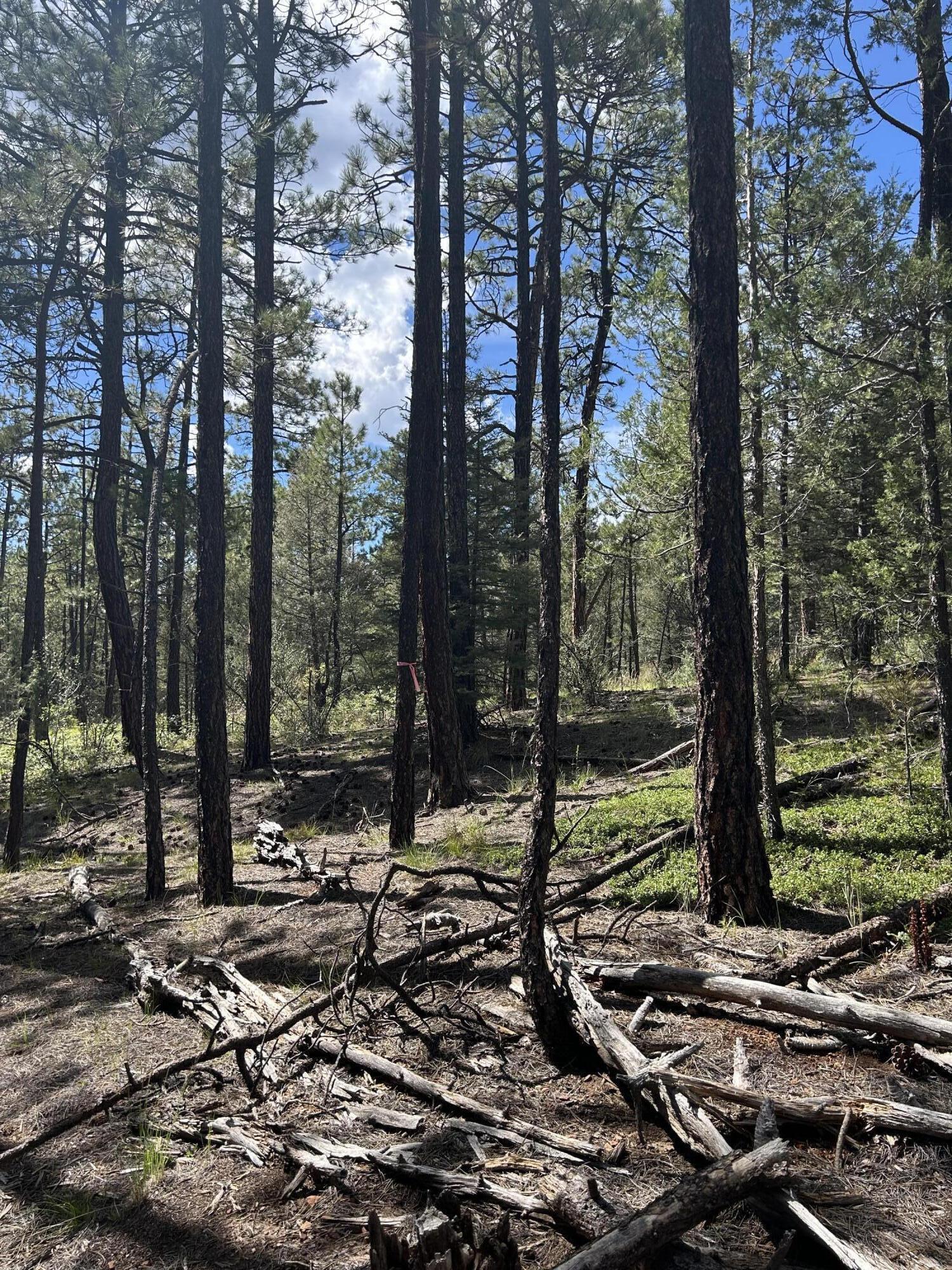 Photo 7 —  23 Acre Lot