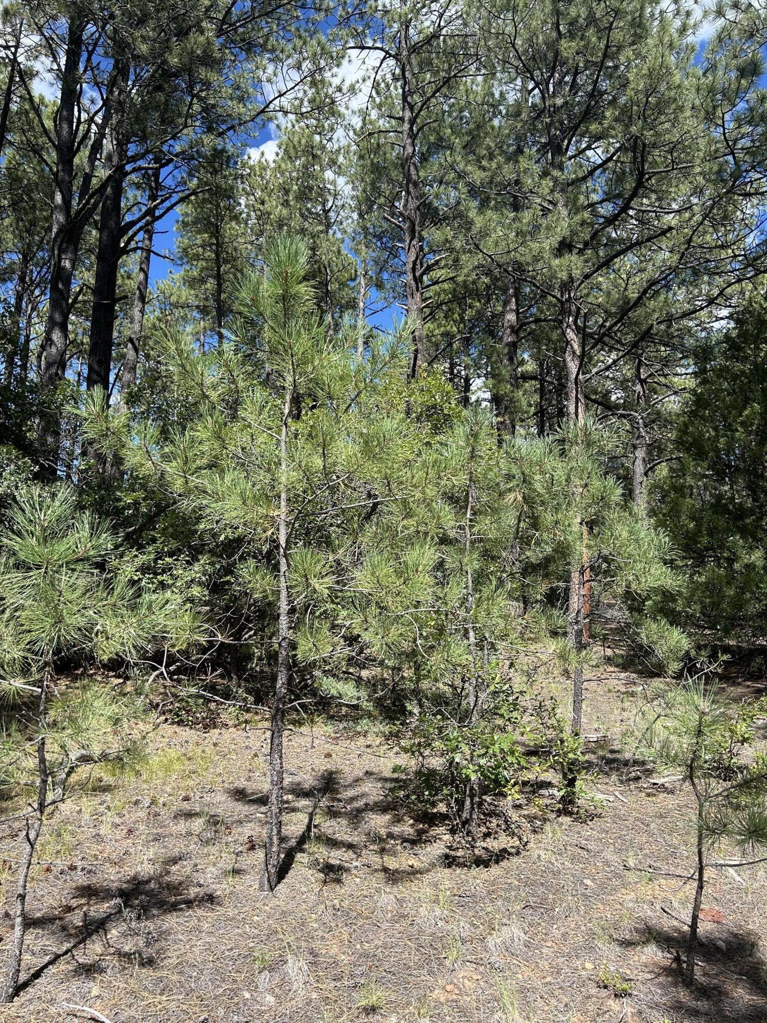 Photo 8 —  23 Acre Lot